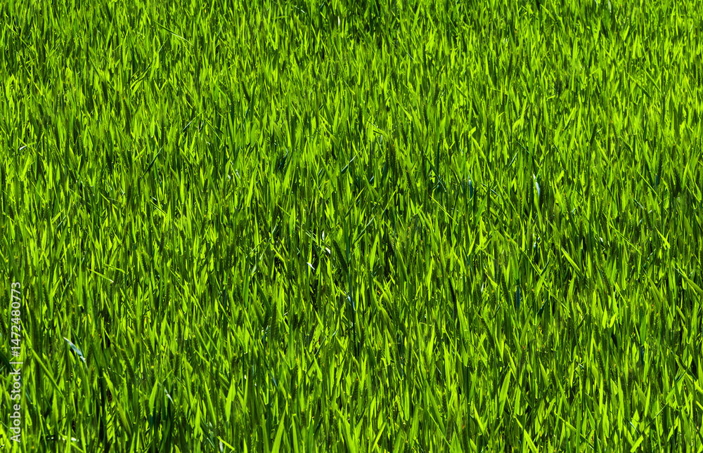 Fototapeta premium Close-up of a green wheat crop with ears