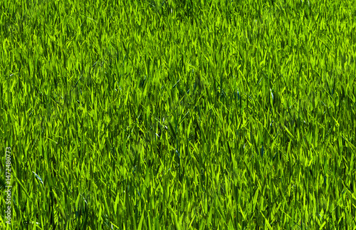 Close-up of a green wheat crop with ears