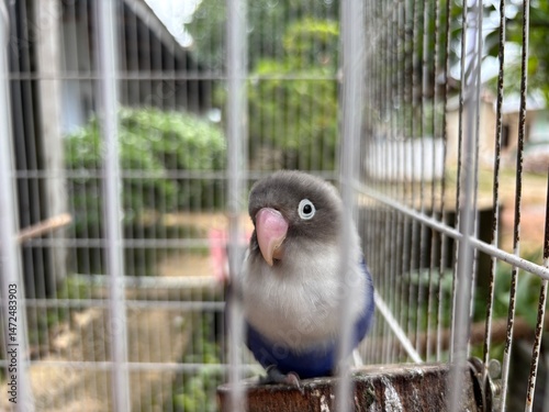 Single Grey and Blue Lovebird Perched in Cage