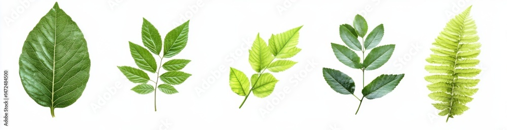Five vibrant green leaves, showcasing diverse textures and shapes, isolated on a white background, perfect for nature-themed designs. : Generative AI Five vibrant green leaves, showcasing diverse textures and shapes, isolated on a white background, perfect for nature-themed designs. : Generative AI
