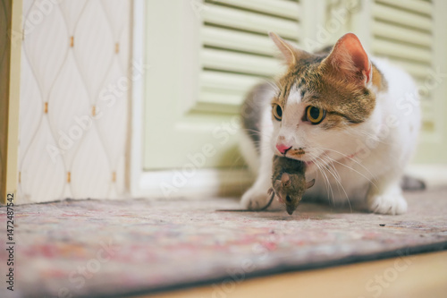 Domestic cat carrying small rodent rat  in house, cat catching a mouse.