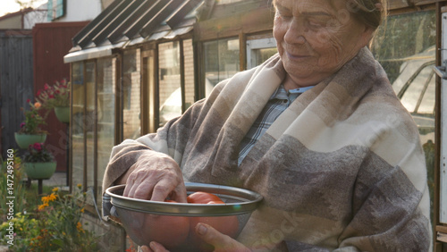 Elderly old woman wearing shawl is standing in a garden at greenhouse holding bowl of fresh organic red tomatoes. She showing tomato from the bowl. Growing homemade vegetables