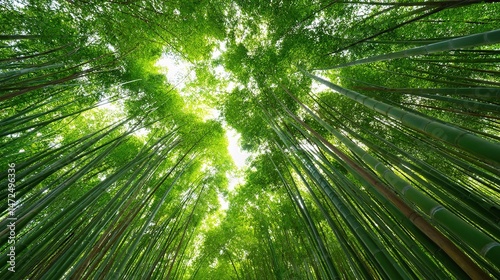 Lush Bamboo Forest with Light Filtering Through Green Canopy