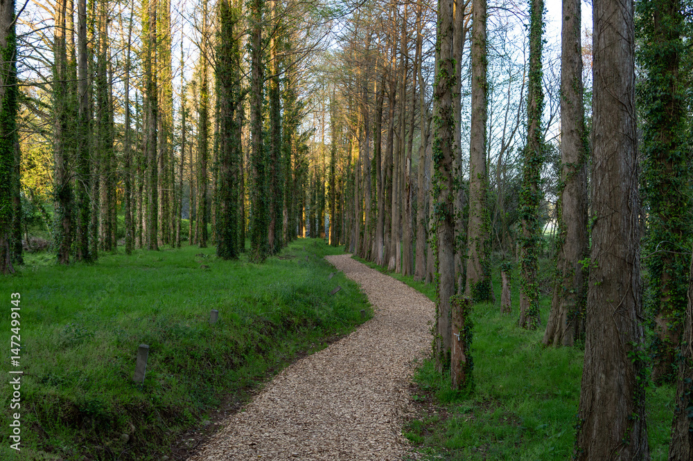 Fototapeta premium path in the woods