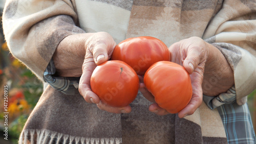 Farmer holds three ripe real organic tomatoes in arms, showcasing vibrant red color vegetables. Brown and white sweater with plaid shirt. Grown in a greenhouse fresh organic homemade vegan products