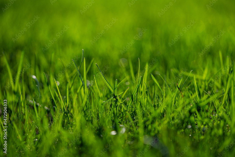 Fototapeta premium Lush, vibrant green grass blades reach towards the sunlight, creating a refreshing and natural scene of growth and vitality in a close-up perspective