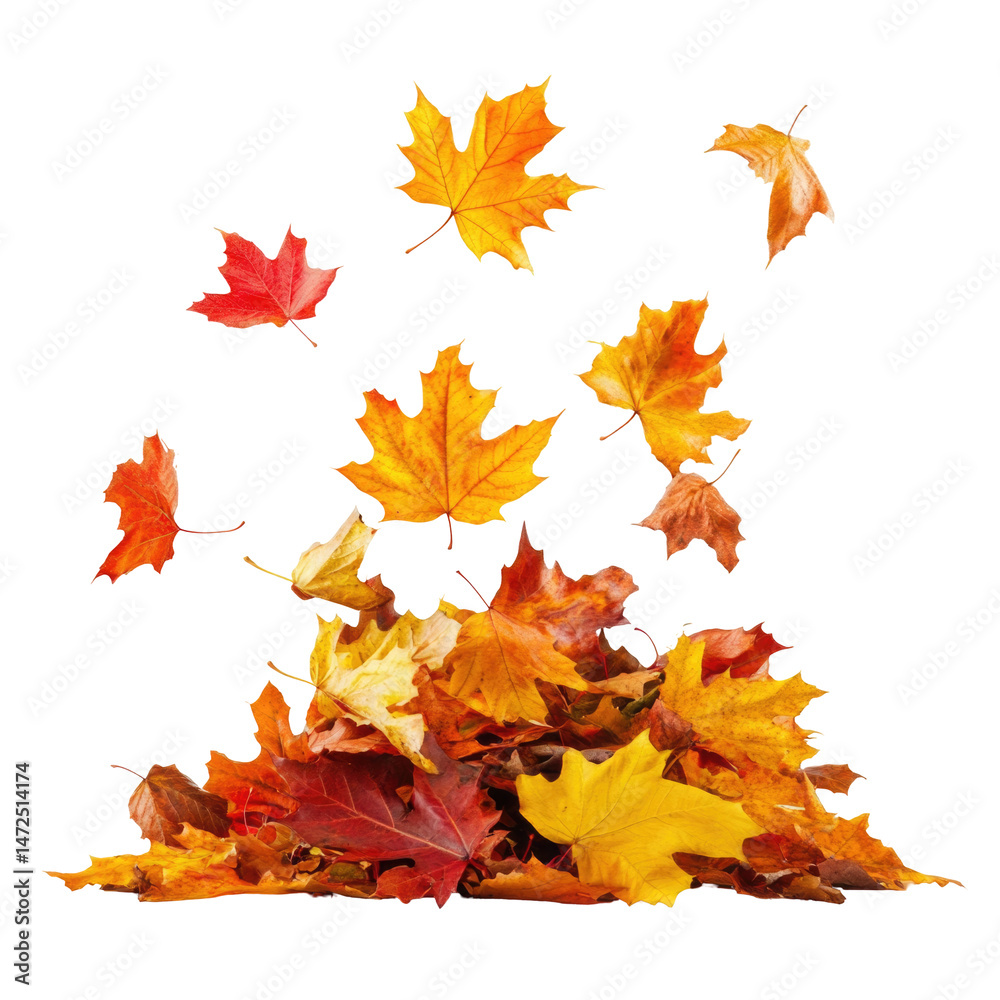 Falling In Heap Of Autumn leaves isolated on a transparent background Falling In Heap Of Autumn leaves isolated on a transparent background