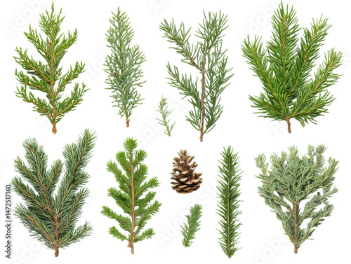 Exploring pine and cedar varieties in forest botanical art. Isolated on transparent background, png.