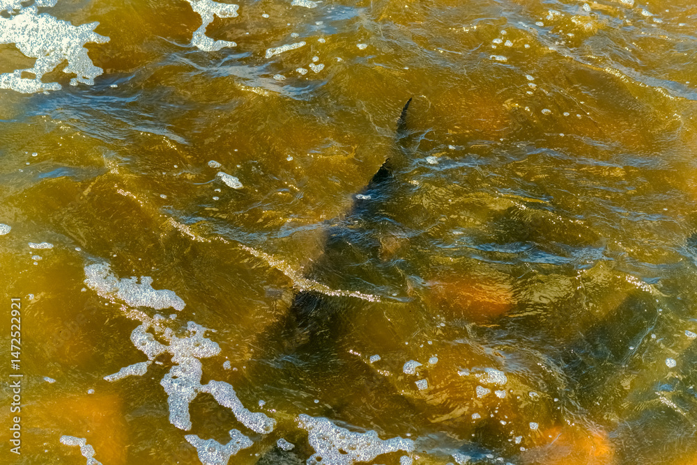 Lake Sturgeon Spawning At The Fox River Dam And Rapids At De Pere, Wisconsin, In Spring