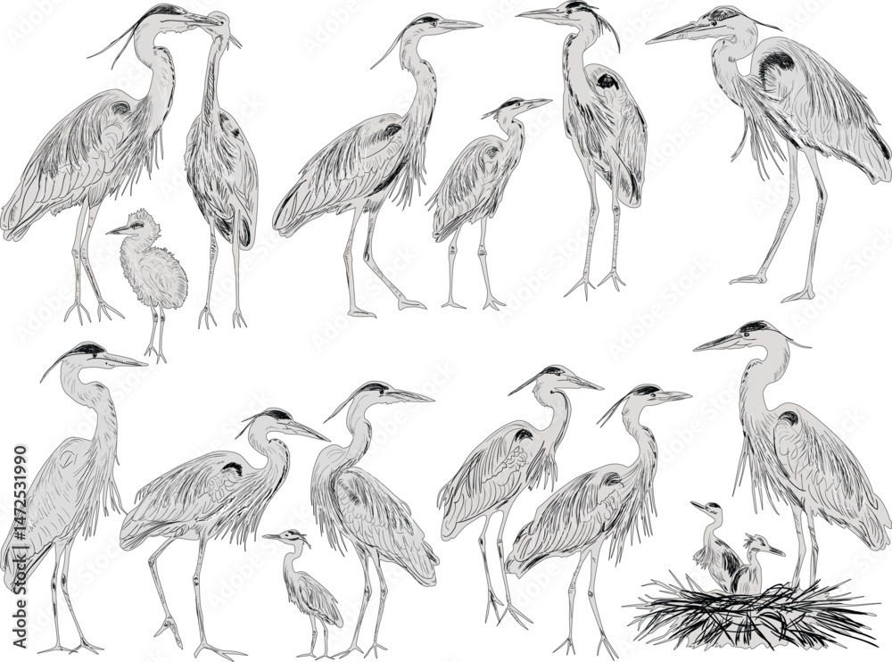 Fototapeta premium sixteen herons sketches collection isolated on white