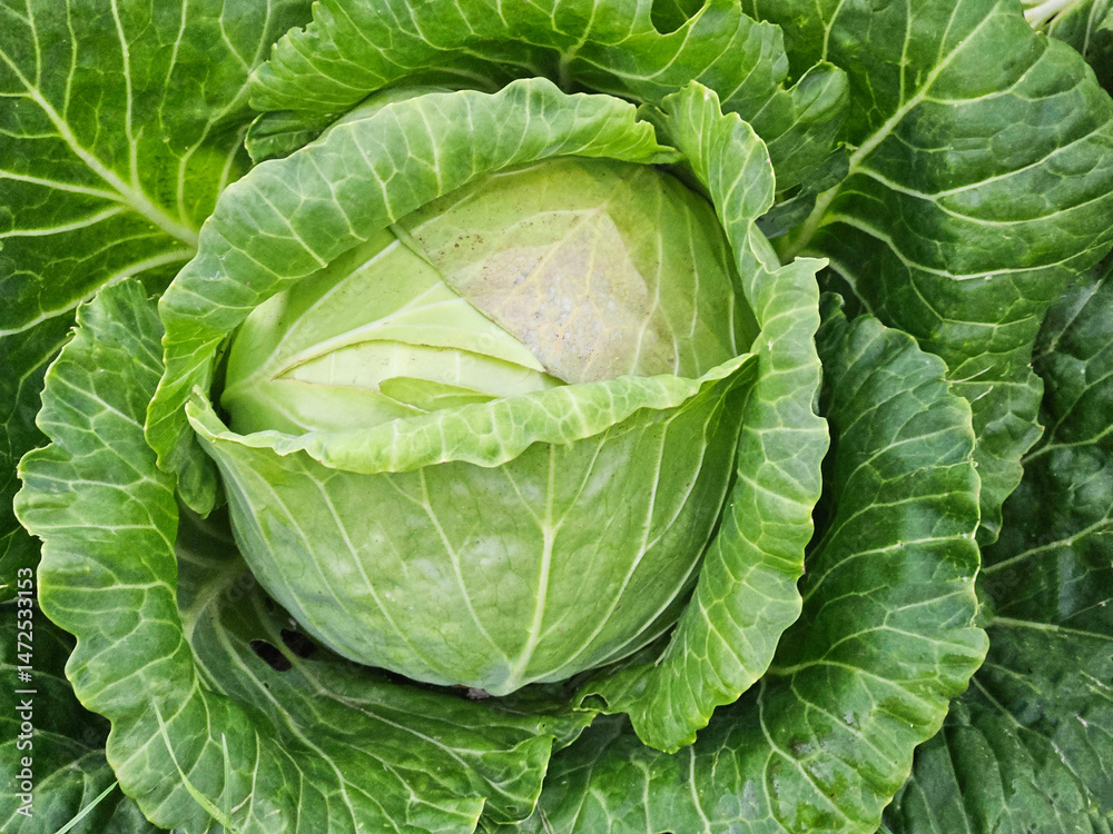 Fototapeta premium Cabbage grow in the garden. Agriculture.