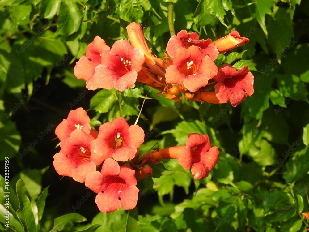 Obraz premium Trumpet vine, campsis radicans, bloomed within the wetlands of the Bombay Hook National Wildlife Refuge, Kent County, Delaware. 