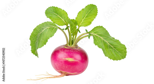 Isolated Turnip