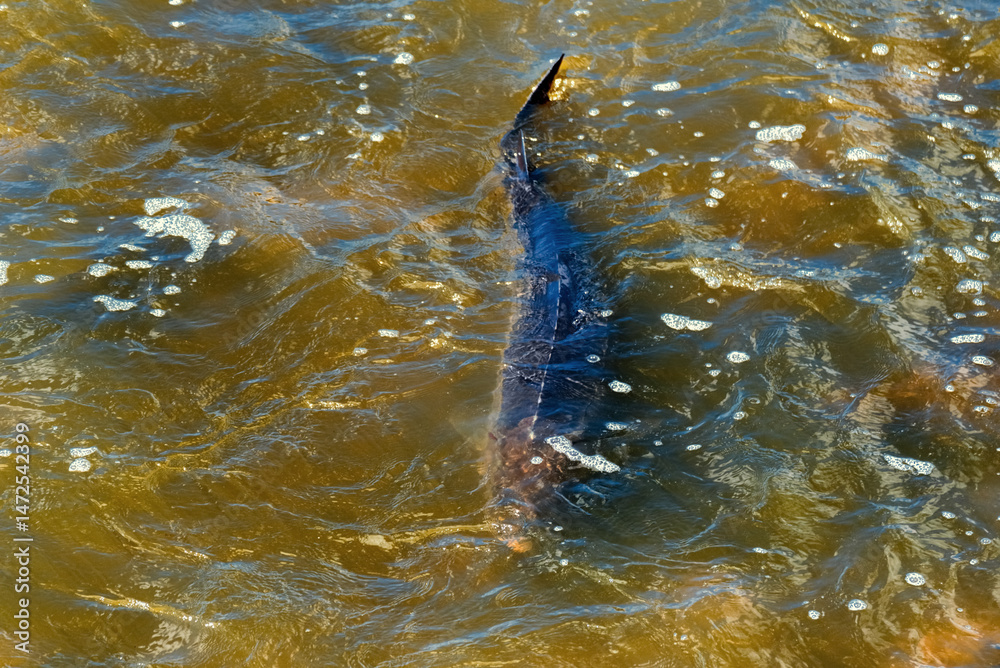 Lake Sturgeon Spawning At The Fox River Dam And Rapids At De Pere, Wisconsin, In Spring