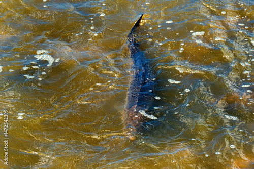 Obraz na płótnie Lake Sturgeon Spawning At The Fox River Dam And Rapids At De Pere, Wisconsin, In Spring w salonie