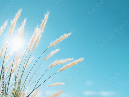 Wheat grass against blue sky