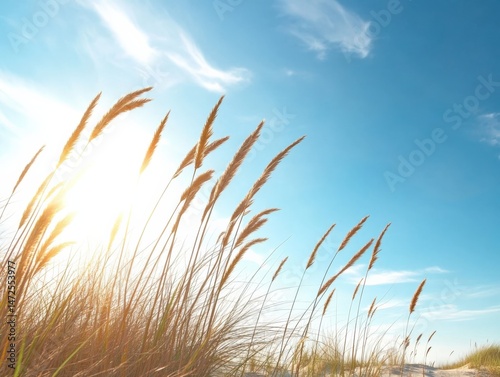 Grass in summer sun light
