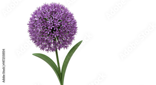 Isolated Purple Allium Flower