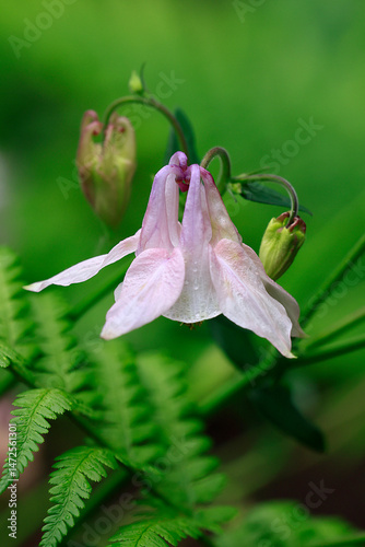 Eine zartrosa Blüte einer Akelei, Aquilegia vulgaris