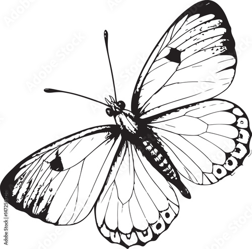 Orange tip butterfly Black and White Vector Illustration, Sketch Drawing Line Linear Symbol Icon Engraving, Hand-drawn Isolated