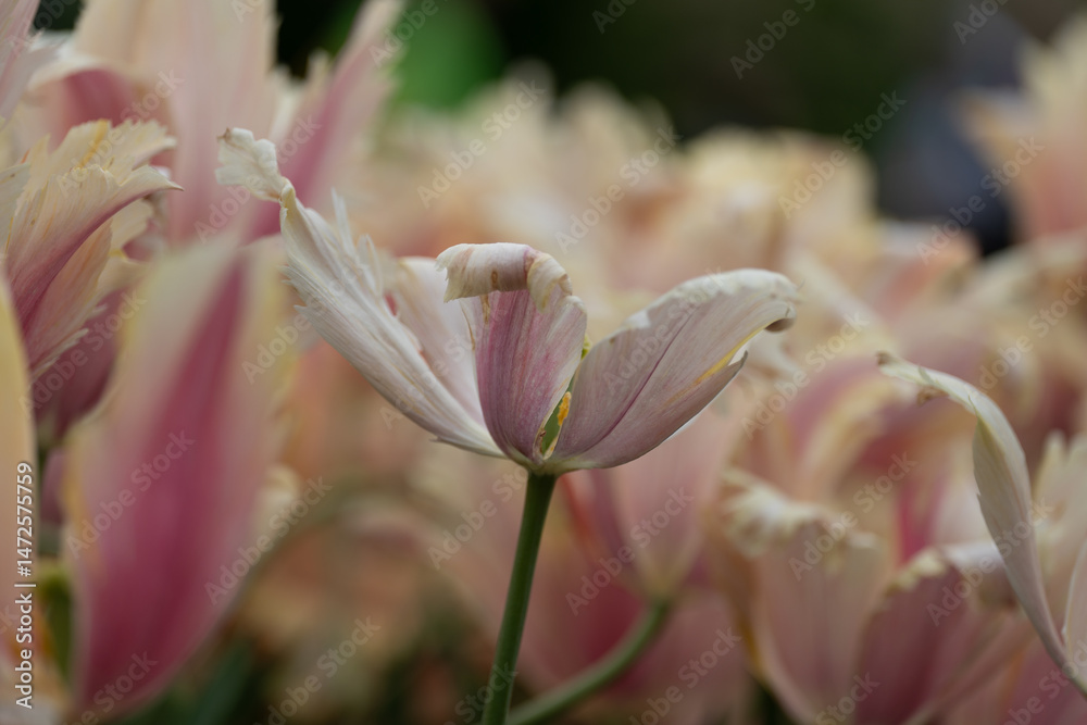 Obraz premium Colorful tulips in full bloom at Keukenhof Gardens, Netherlands, captured in spring 2025. A vivid scene of Dutch springtime beauty and floral diversity.