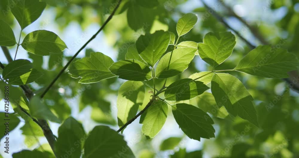 Green leaves on tree branches against a blue sky. Sun rays shine everywhere on young spring leaves. Green leaves on tree branches against a blue sky. Sun rays shine everywhere on young spring leaves.