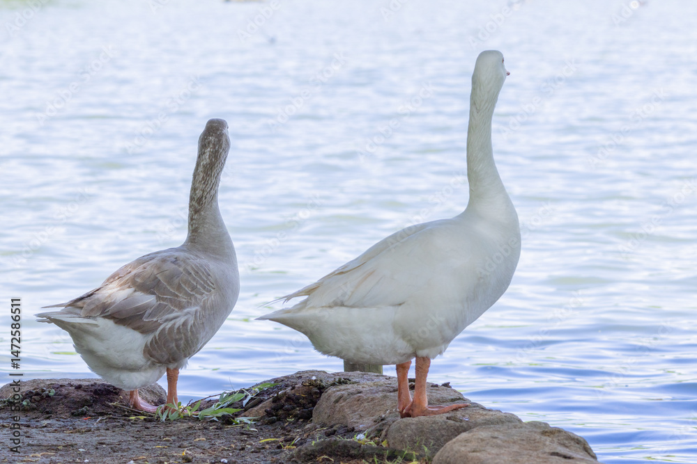Two geese standing by the shore of a lake Two geese standing by the shore of a lake