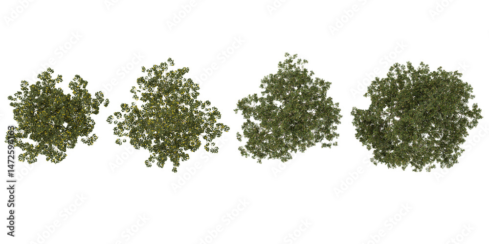 Obraz premium Collection of Cinnamomum,Celtis trees on transparent background from the top view