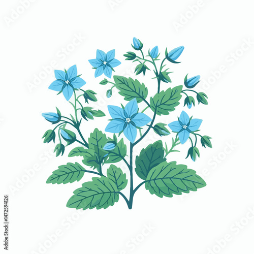 flower, nature, borage, herb, floral, blossom, borago, plant, starflower, natural, background, garden, leaf, officinalis, bloom, flora, green, herbal, medicine, closeup, blue, borago officinalis, beau
