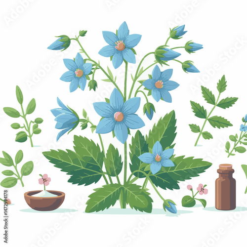 flower, nature, borage, herb, floral, blossom, borago, plant, starflower, natural, background, garden, leaf, officinalis, bloom, flora, green, herbal, medicine, closeup, blue, borago officinalis, beau
