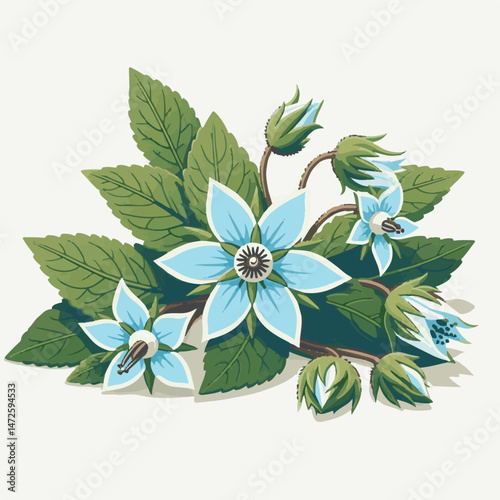 flower, nature, borage, herb, floral, blossom, borago, plant, starflower, natural, background, garden, leaf, officinalis, bloom, flora, green, herbal, medicine, closeup, blue, borago officinalis, beau