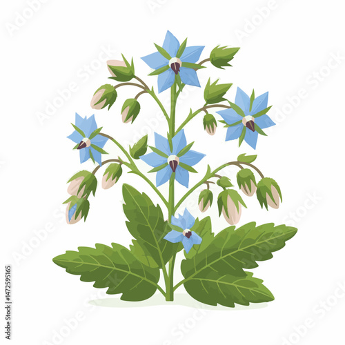 flower, nature, borage, herb, floral, blossom, borago, plant, starflower, natural, background, garden, leaf, officinalis, bloom, flora, green, herbal, medicine, closeup, blue, borago officinalis, beau