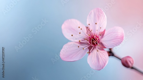 Pink blossom bloom on stem