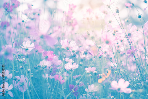 Cosmos flower blossom in garden.
