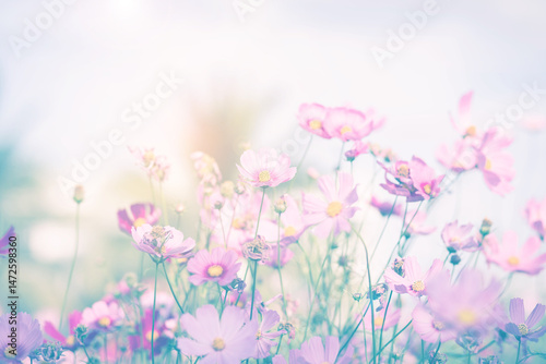 Cosmos flower blossom in garden.