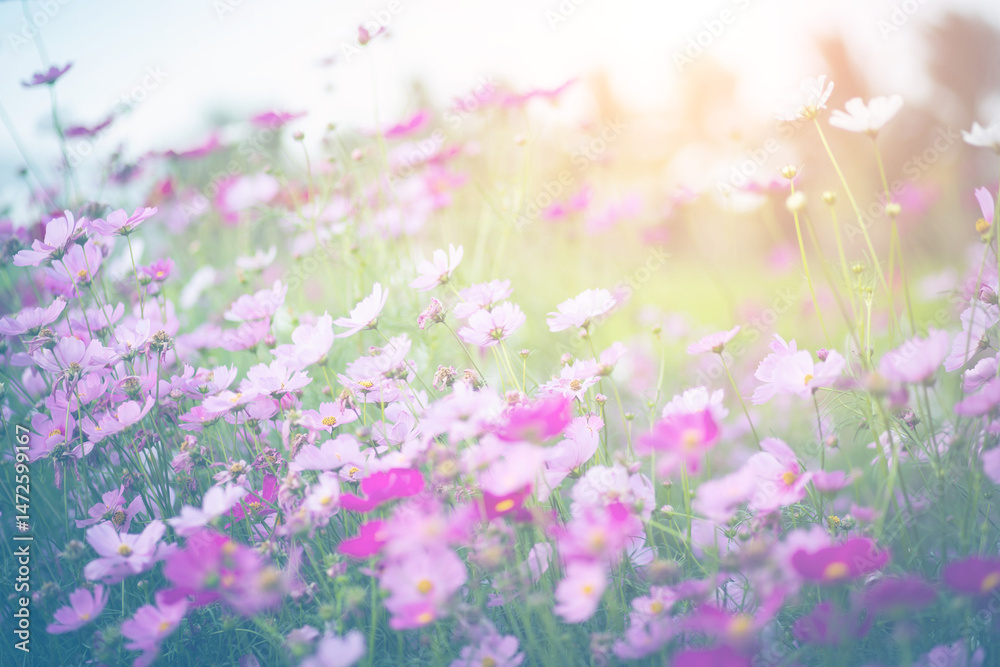 Cosmos flower blossom in garden. Cosmos flower blossom in garden.