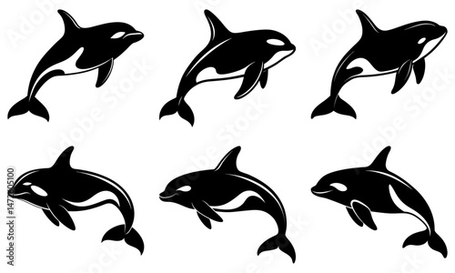 Killer Whale Silhouette vector illustration