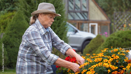 Senior woman wearing a hat and casual shirt caring bright colorful flowers in her garden. Hobbies of the elderly in the yard. Enjoying peaceful summer day while nurturing her colorful flower bed.