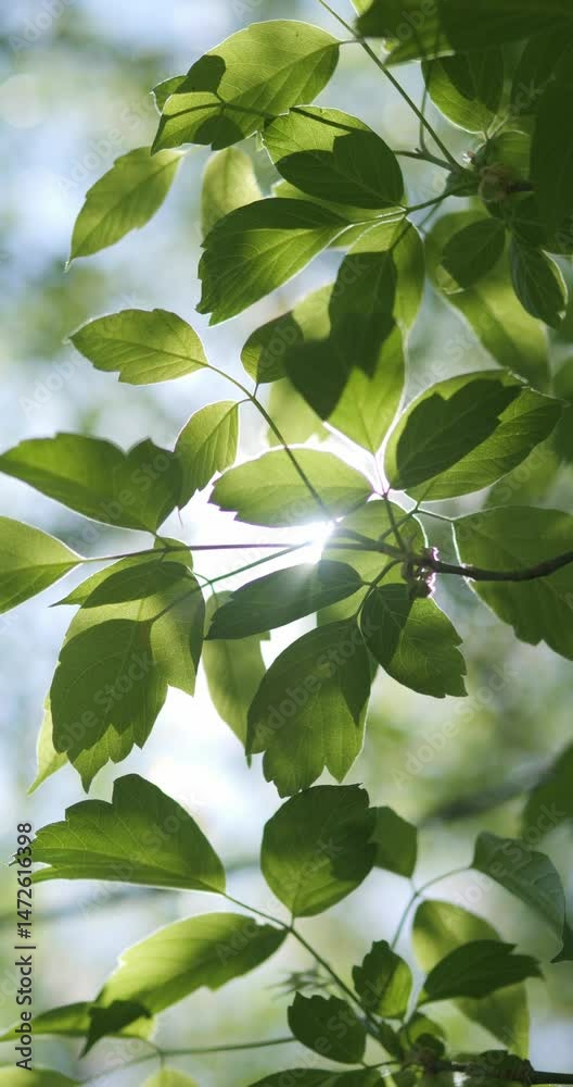 Green leaves on tree branches against a blue sky. Sun rays shine everywhere on young spring leaves. Green leaves on tree branches against a blue sky. Sun rays shine everywhere on young spring leaves.