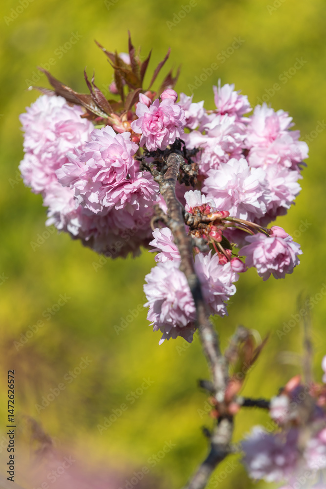 Close up of (prunus kanzan) cherry blossom Close up of (prunus kanzan) cherry blossom