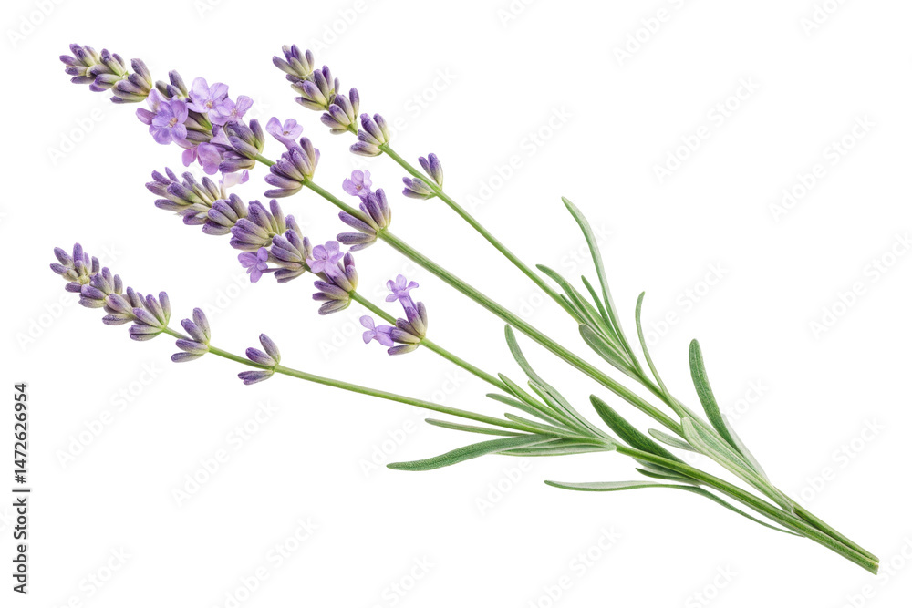 Fototapeta premium Beautiful Lavender Flower Branch Isolated on White Background