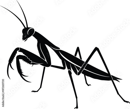 Elegant Praying Mantis Vector Animal Illustration