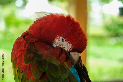 Quadro su tela Close-up of a vibrant green-winged macaw preening its feathers, captured in soft daylight with a blurred green background