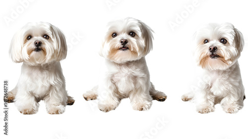 Adorable Maltese Dogs in Various Poses on Transparent Background - Standing, Portrait, Sitting and Lying