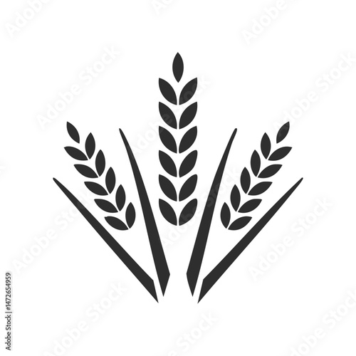 wheat ears isolated on white background