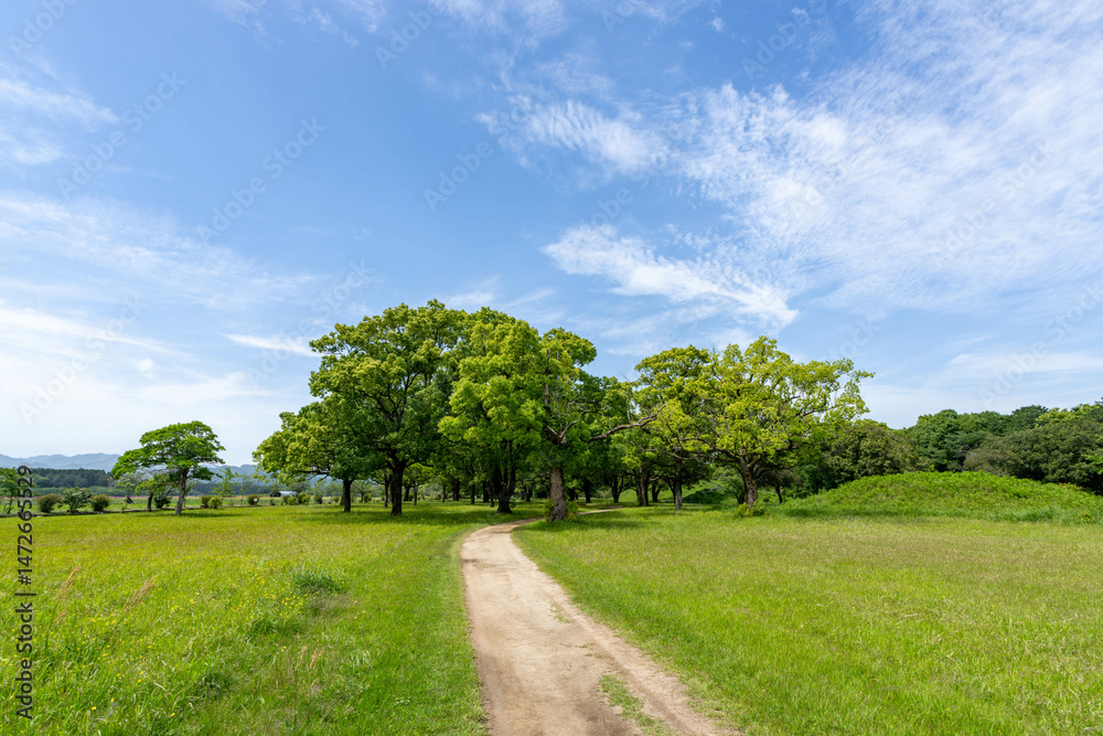 Obraz premium 緑の広がる公園