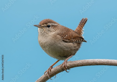 Delicate house wren perched on a branch, capturing nature's charm, showcasing delicate bird