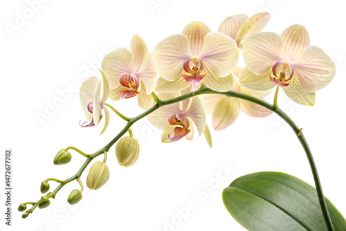 elegant light yellow phalaenopsis orchid spray with pink accents on white
