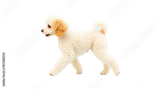 PNG, Cute Poodle walking, side view