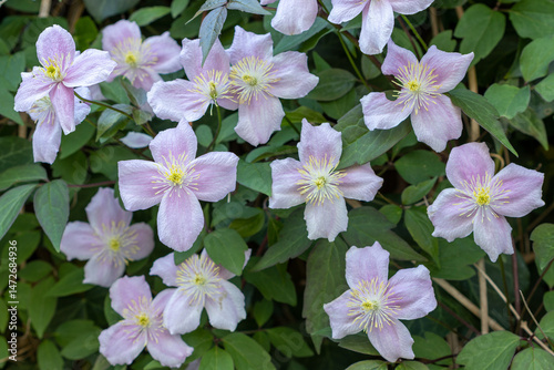 Clematis montana Rubens im Frühlingsgarten Makro photo